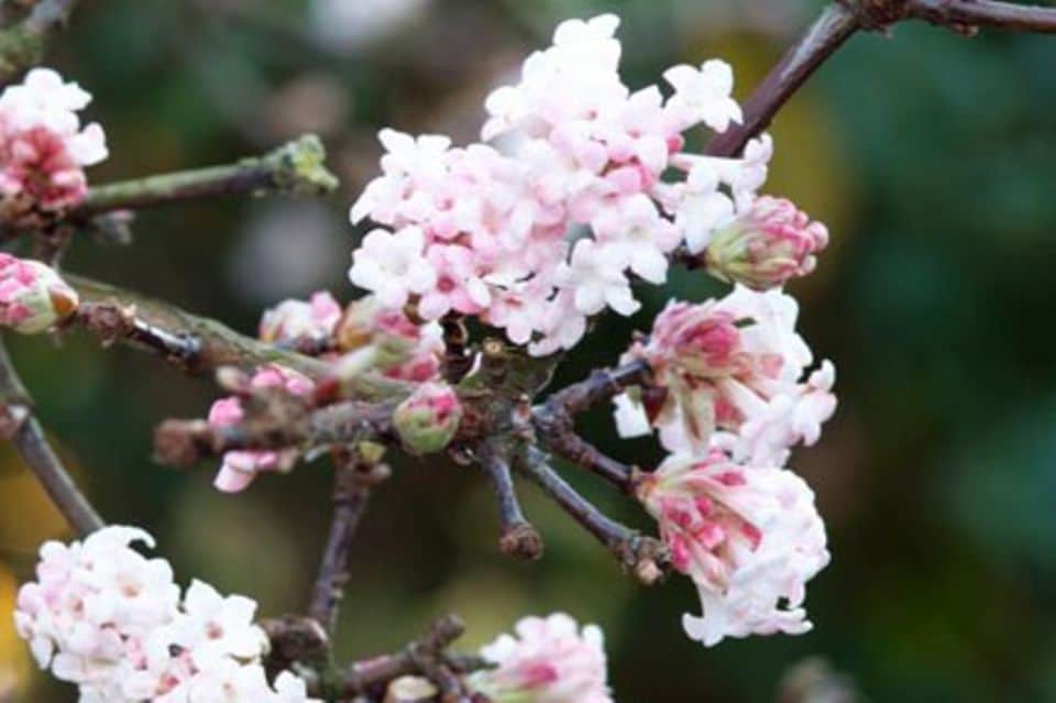 Blüten mitten im Winter: Der Winterschneeball (Viburnum bodnantense 'Dawn') verzaubert Ihren Garten im Januar. Foto: PdM