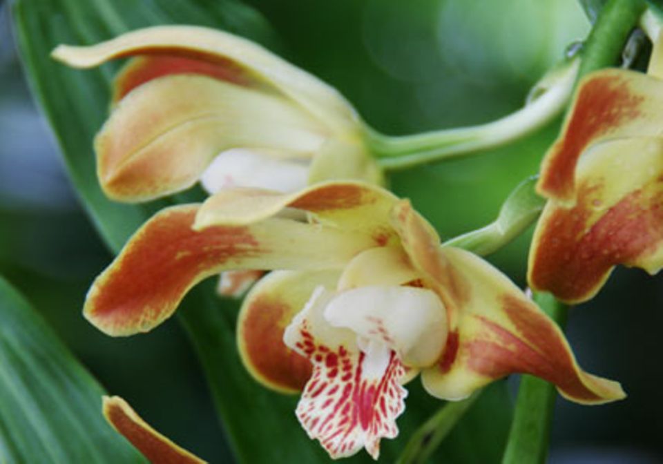 Während sich der Garten im Januar in ein Wintermärchenland verwandelt, bringen Orchideen Farbe in die gute Stube.