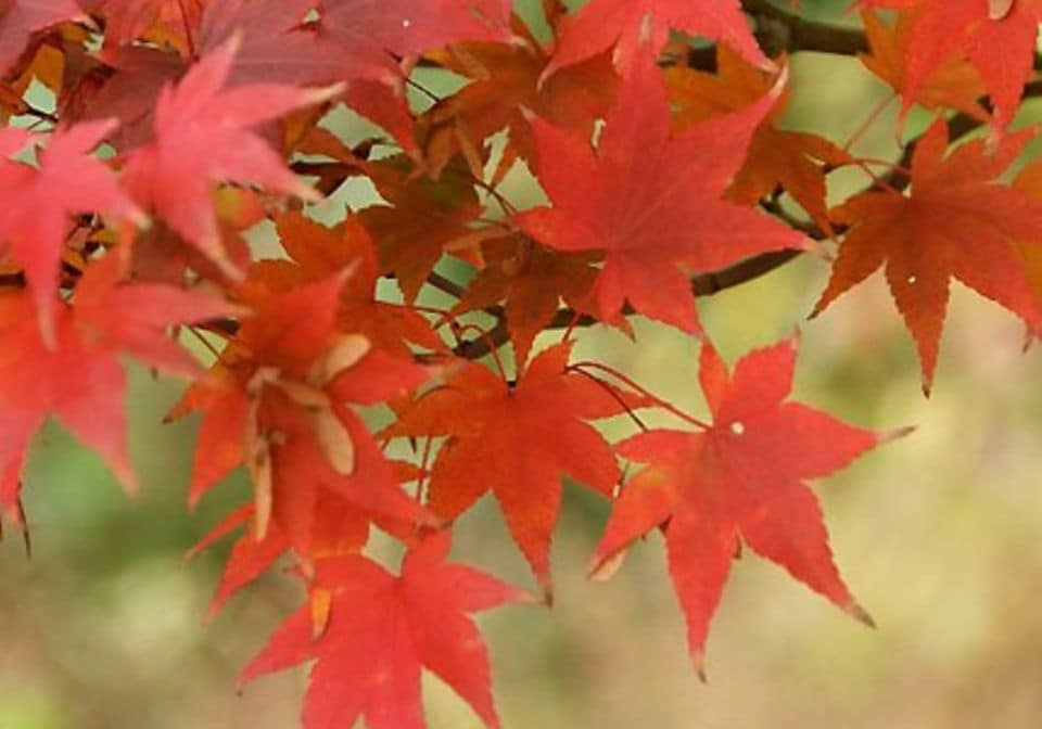 Besonders die Ahorn-Arten tauchen den Garten im Oktober in knalliges Rot.