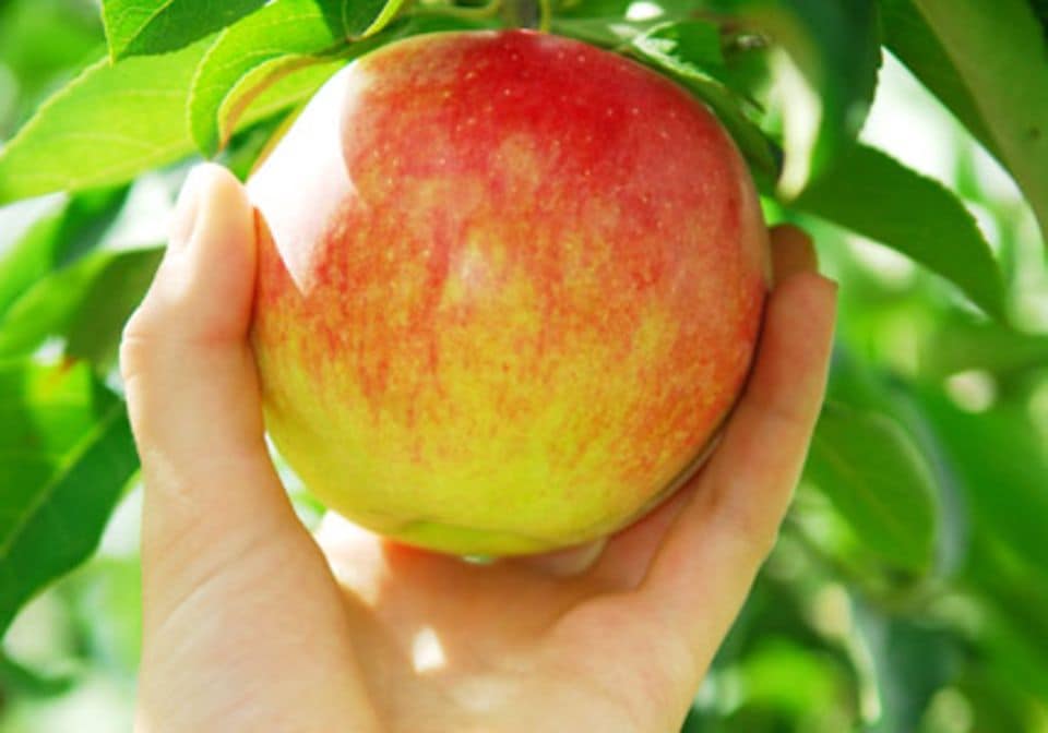 Ernte im Garten: Die meisten Äpfel werden im September reif.