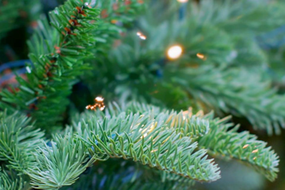 Den Weihnachtsbaum pflegen – Tipps & Tricks