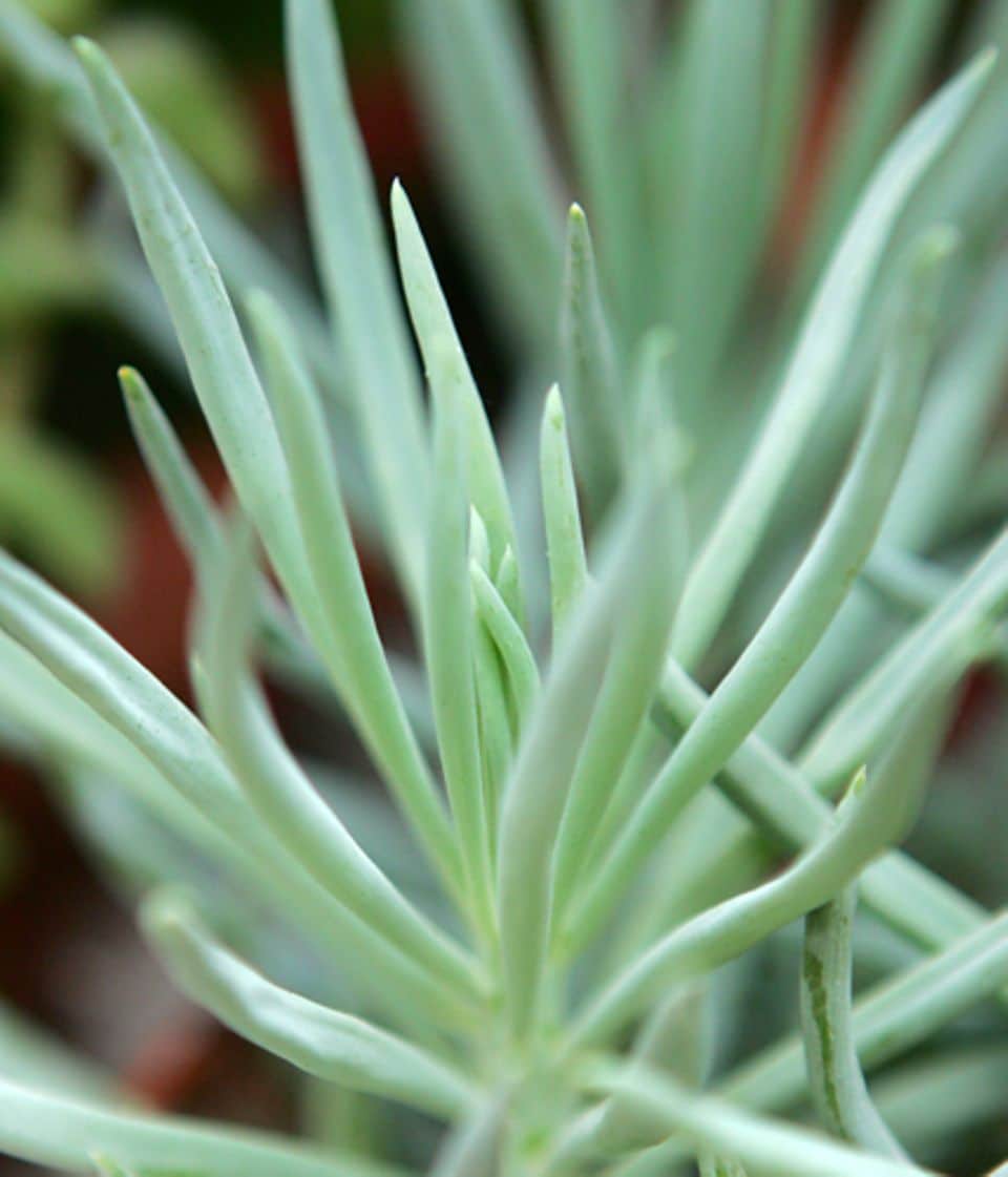 Kleinia neriifolia (früher Senecio kleinia): Affenpalme (Kleinia neriifolia, früher Senecio kleinia)