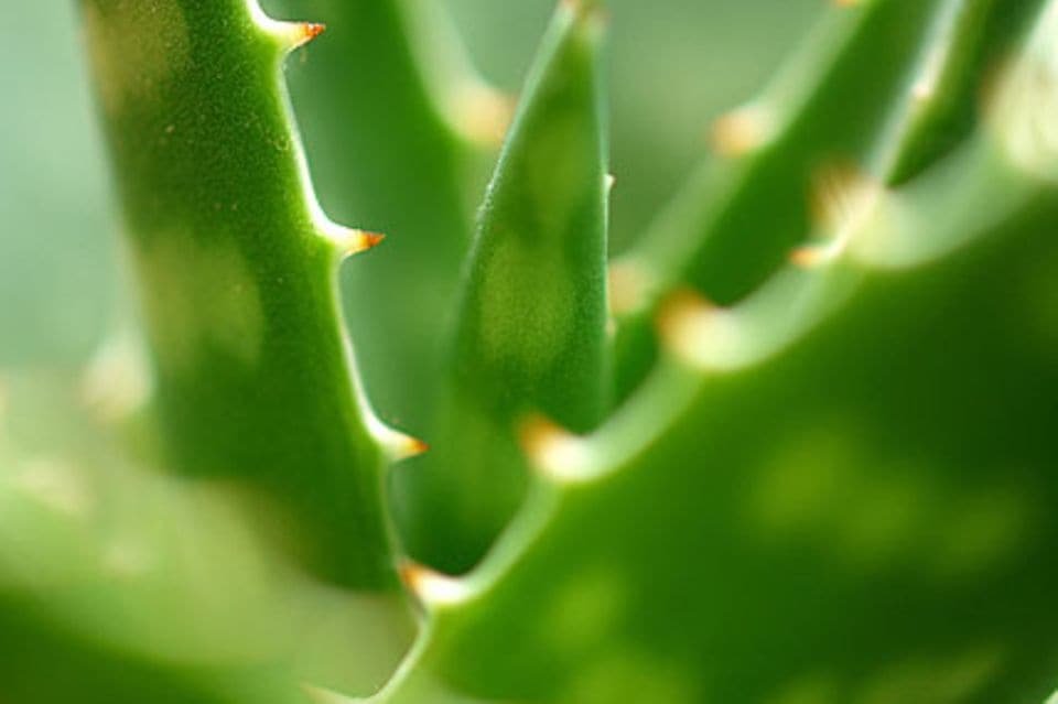 Aloe: Aloe, Bitterschopf