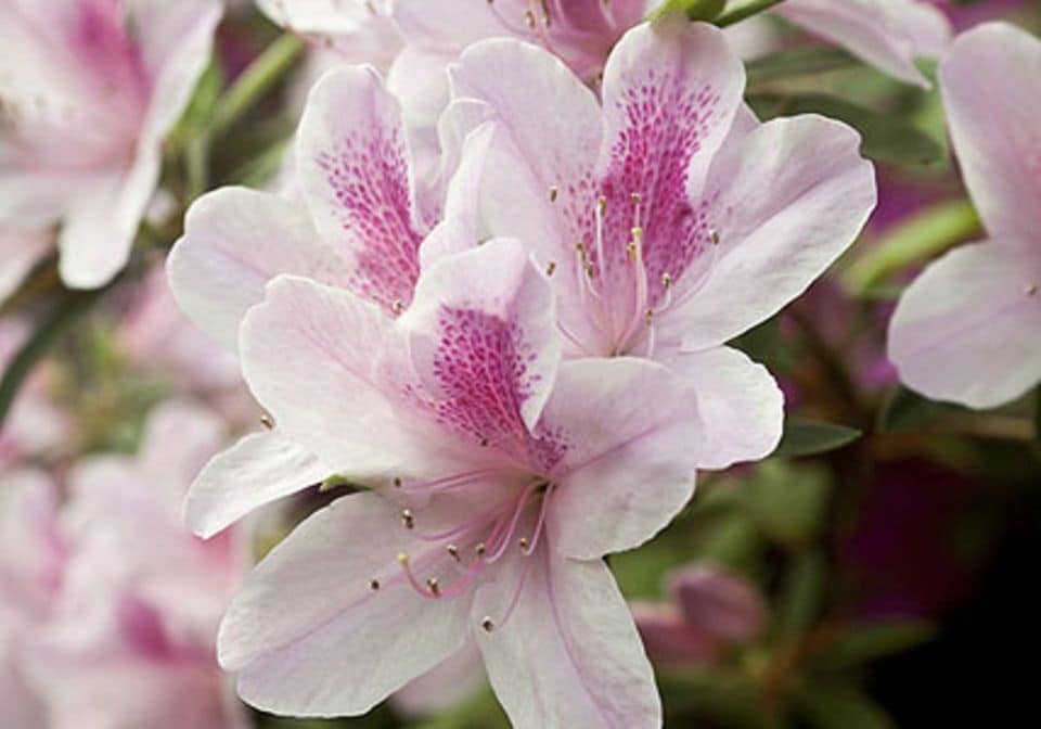Japanische Azalee (Rhododendron-Simsii-Hybriden)