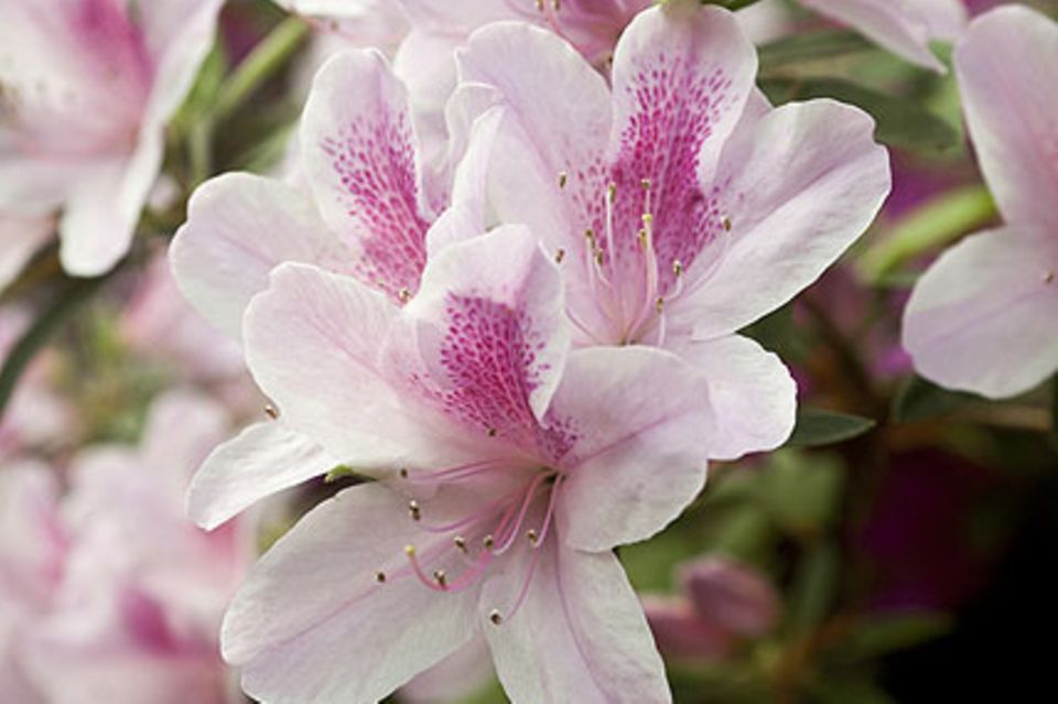 Japanische Azalee (Rhododendron-Simsii-Hybriden)