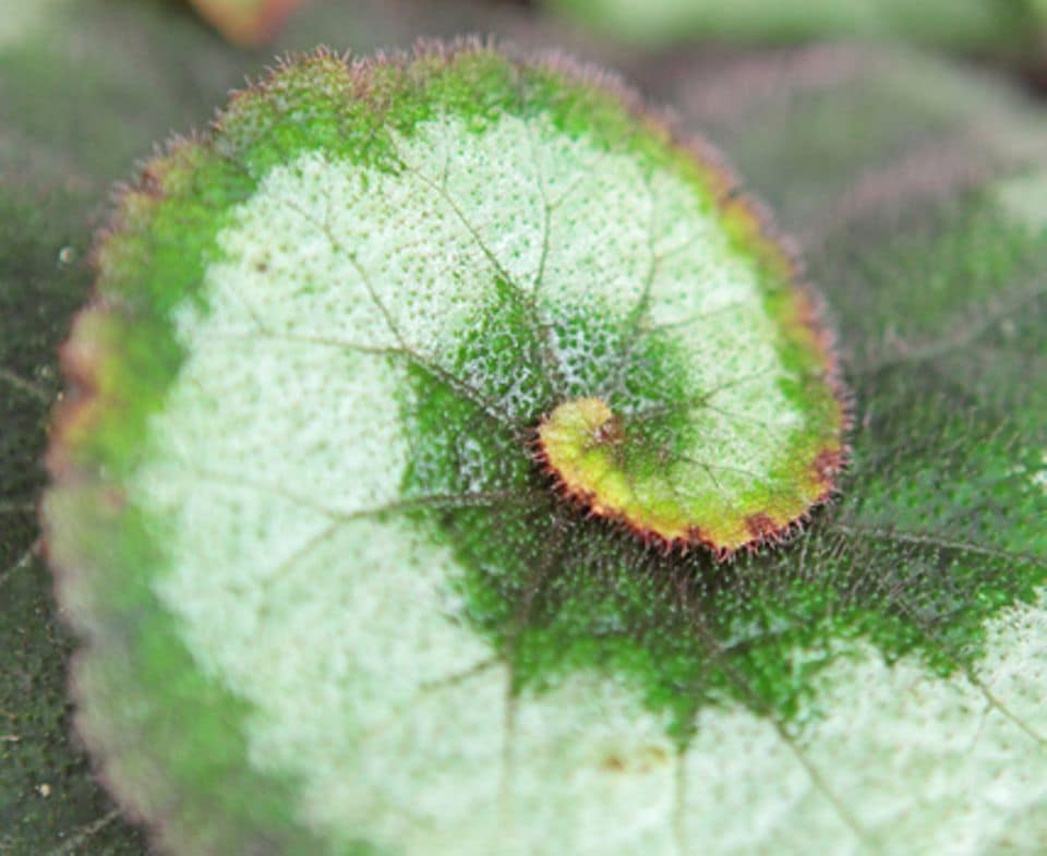 Begonia: Blattbegonie, Königsbegonie, Schiefblatt