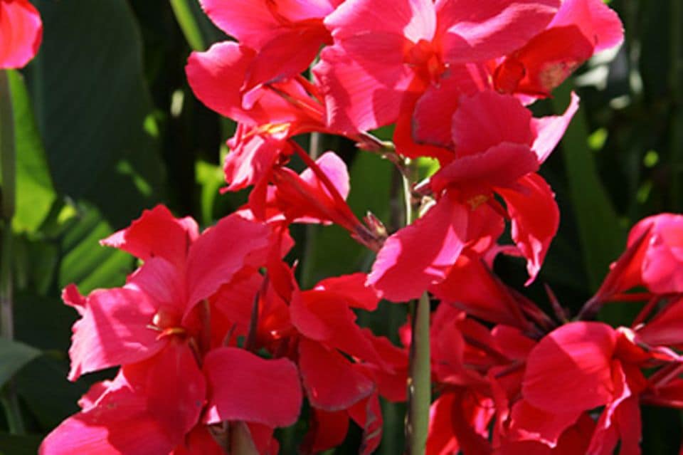 Canna-Indica-Hybriden: Blumenrohr