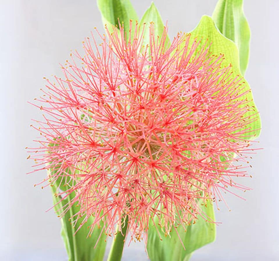 Blutblume (Haemanthus katherinae)