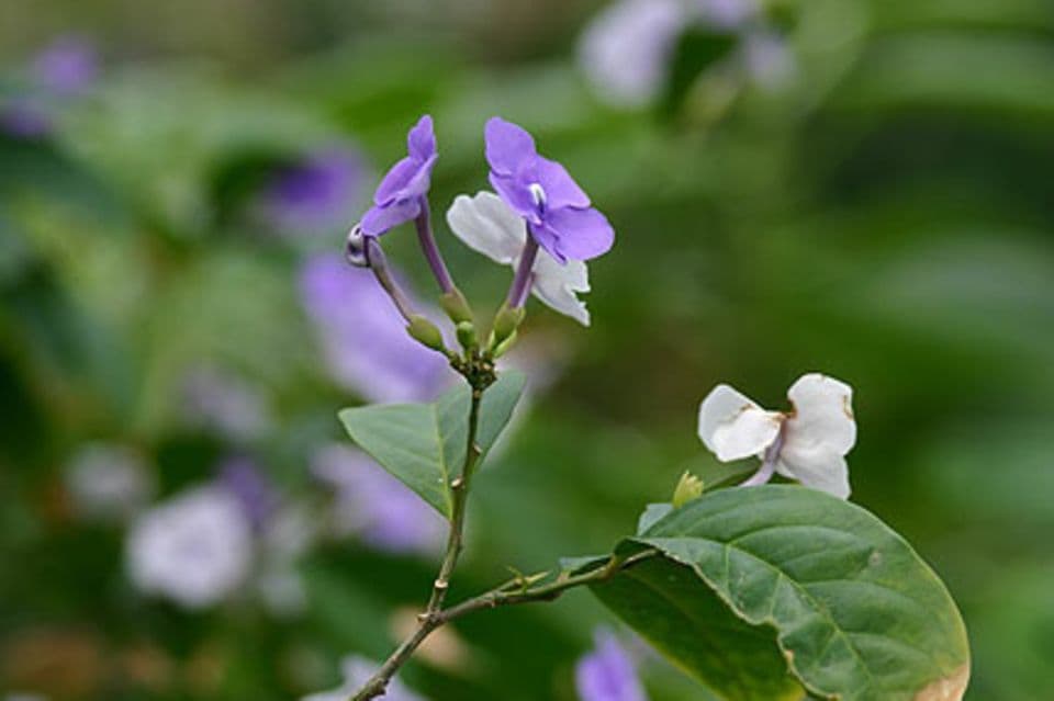 Brunfelsia pauciflora var. calycina: Brunfelsie