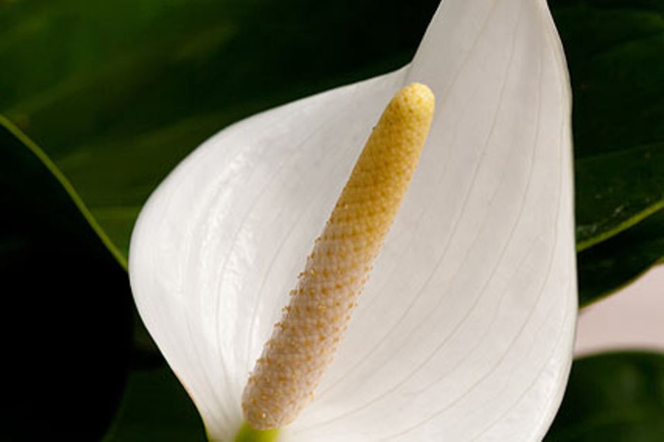 Spathiphyllum floribundum: Einblatt, Blattfahne