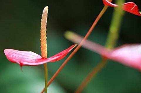 Anthurium-Scherzerianum-Hybriden: Flamingoblume, Anthurie