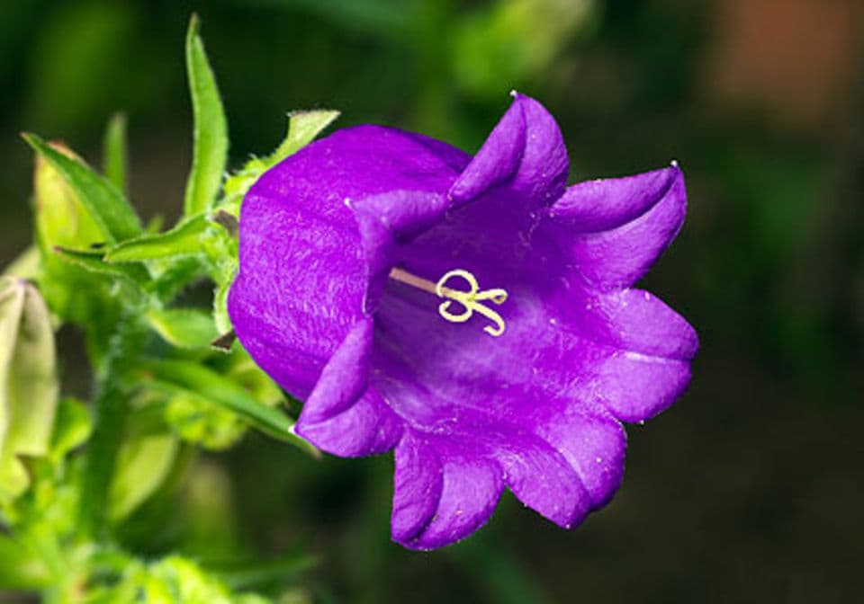 Glockenblume (Campanulaceae)