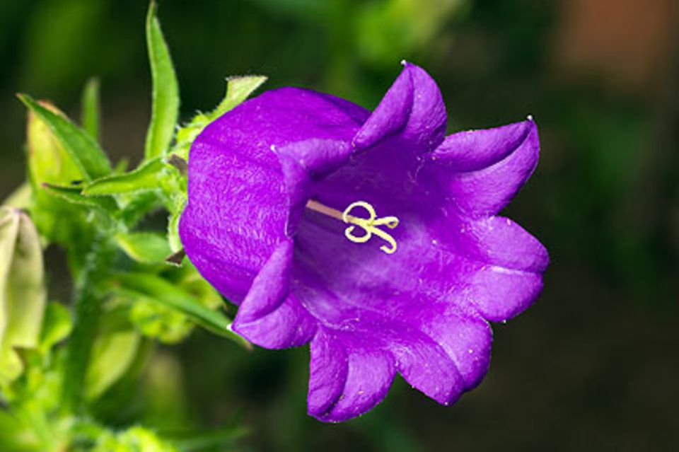 Glockenblume (Campanulaceae)