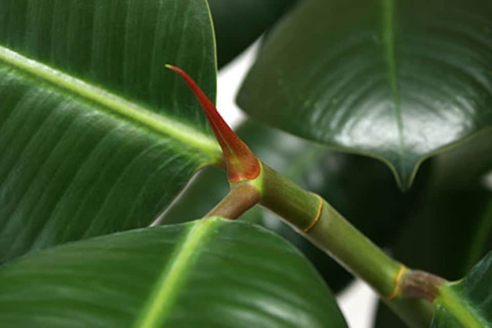 Ficus elastica: Gummibaum