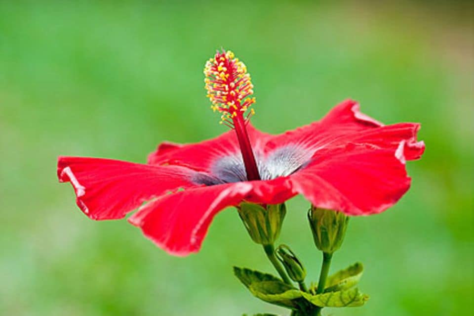 Hibiskus, Rosen-Eibisch (Hibiscus rosa-sinensis)