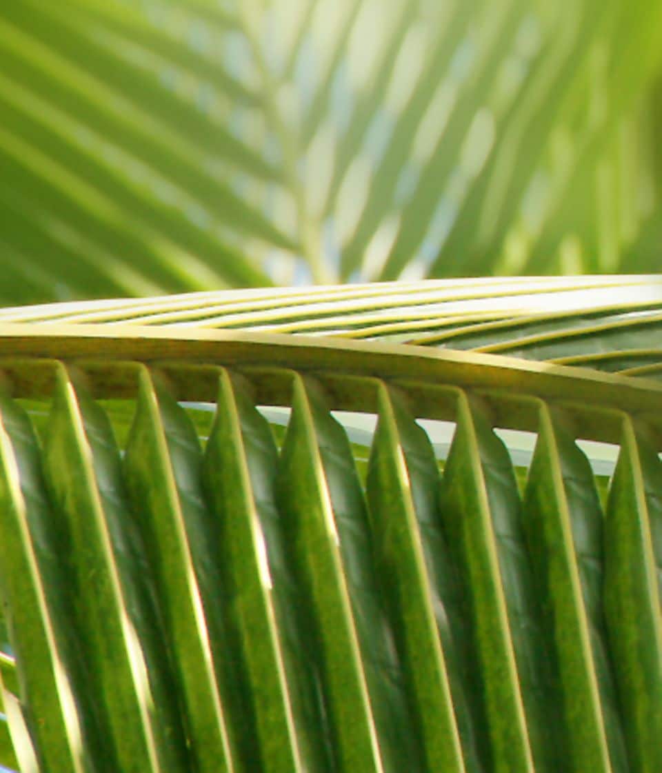 Cocos nucifera: Kokospalme
