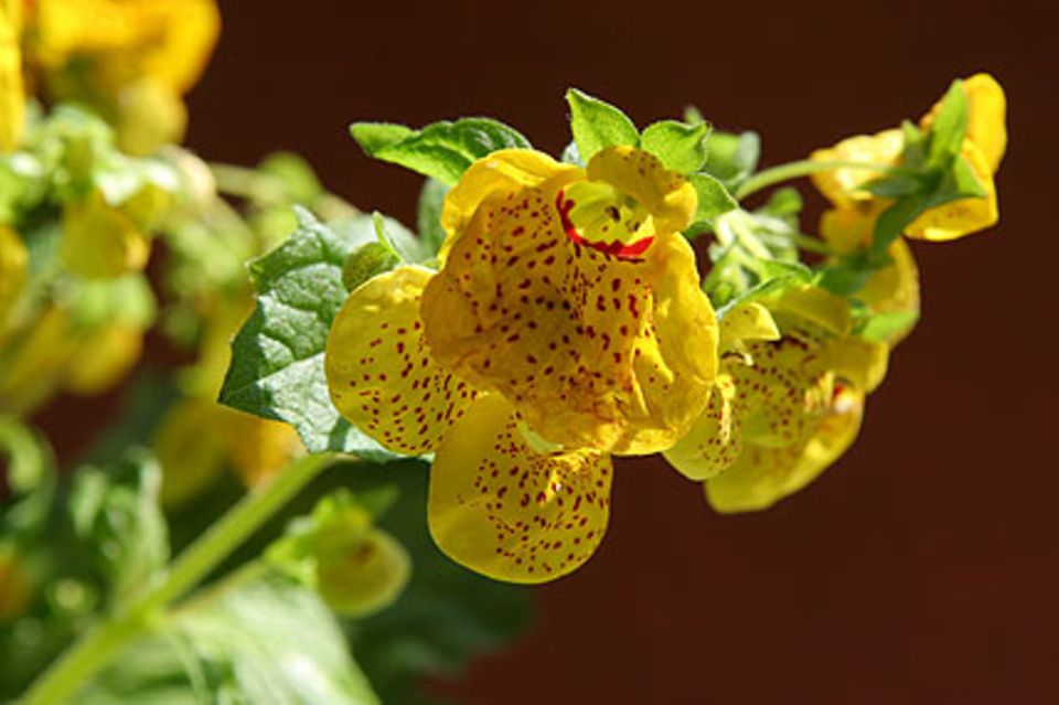 Calceolaria-Hybriden: Pantoffelblume