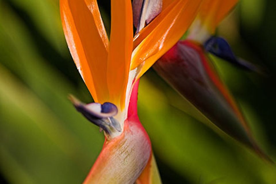 Strelitzia reginae: Paradiesvogelblume, Strelitzie