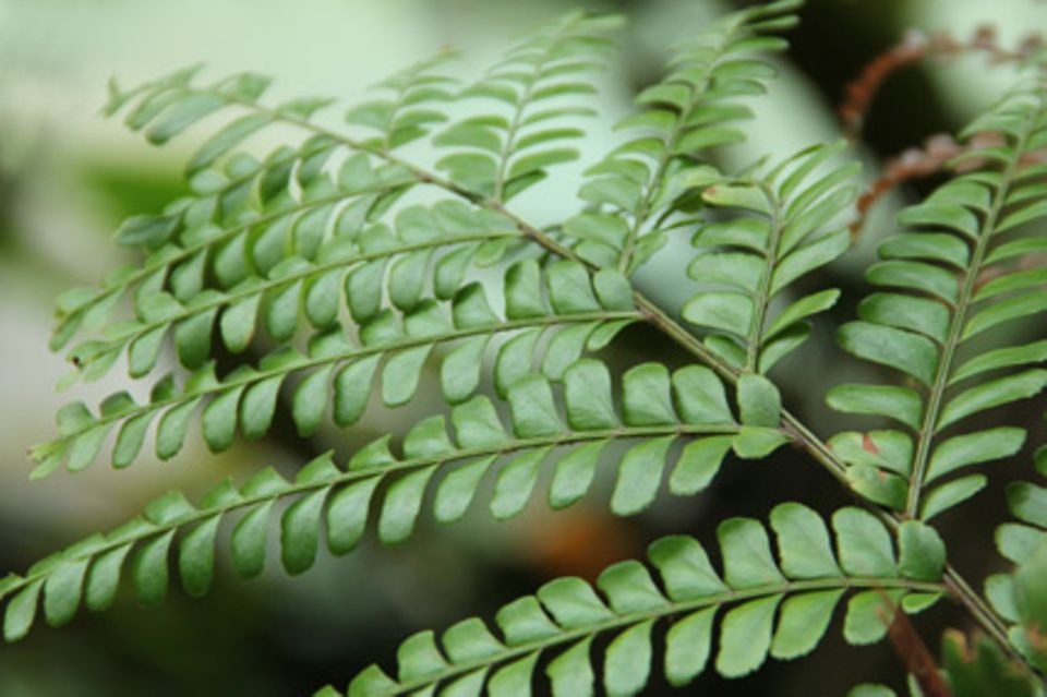 Pellaea rotundifolia: Pellefarn
