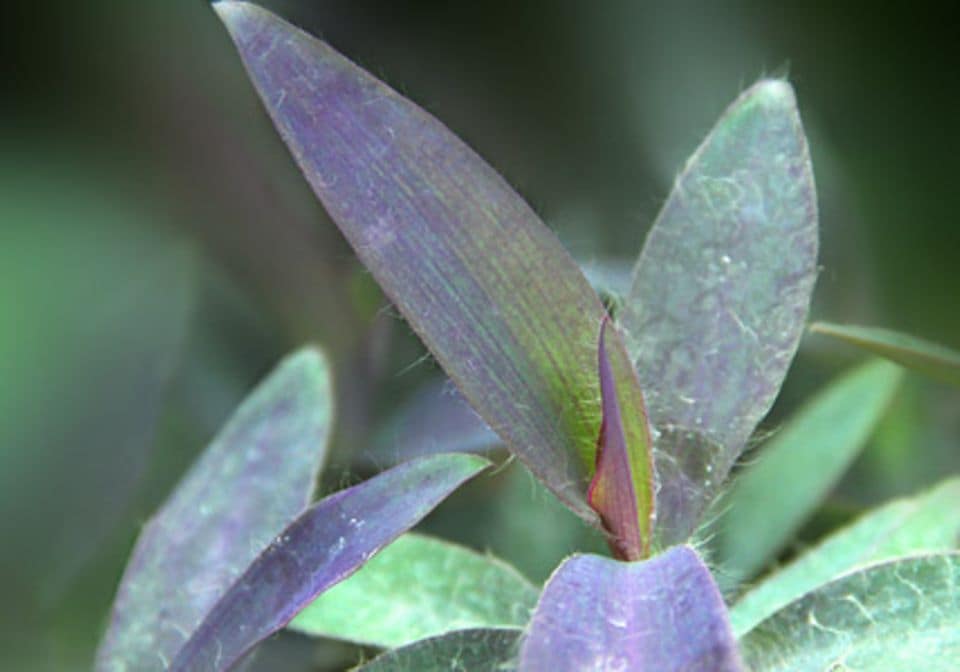 Tradescantia pallida (früher Setcreasea pallida): Rotblatt