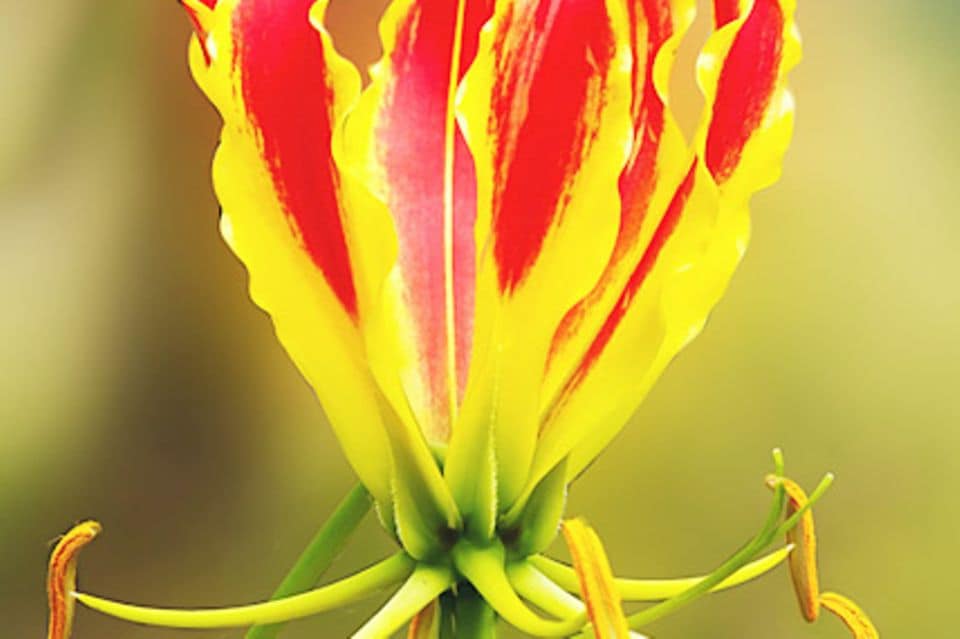 Ruhmeskrone, Gloriose (Gloriosa rothschildiana)