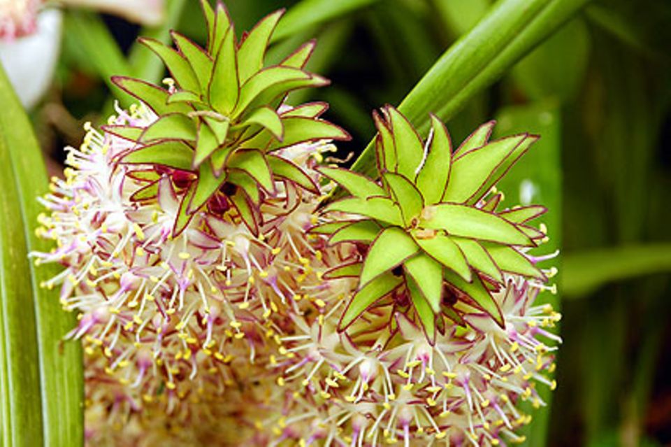 Schopflilie, Ananasblume (Eucomis)