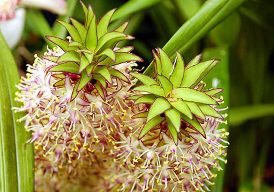 Schopflilie, Ananasblume (Eucomis)
