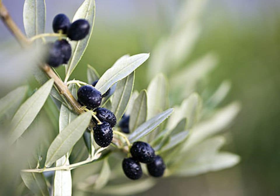 Olea europaea: Ölbaum, Olive