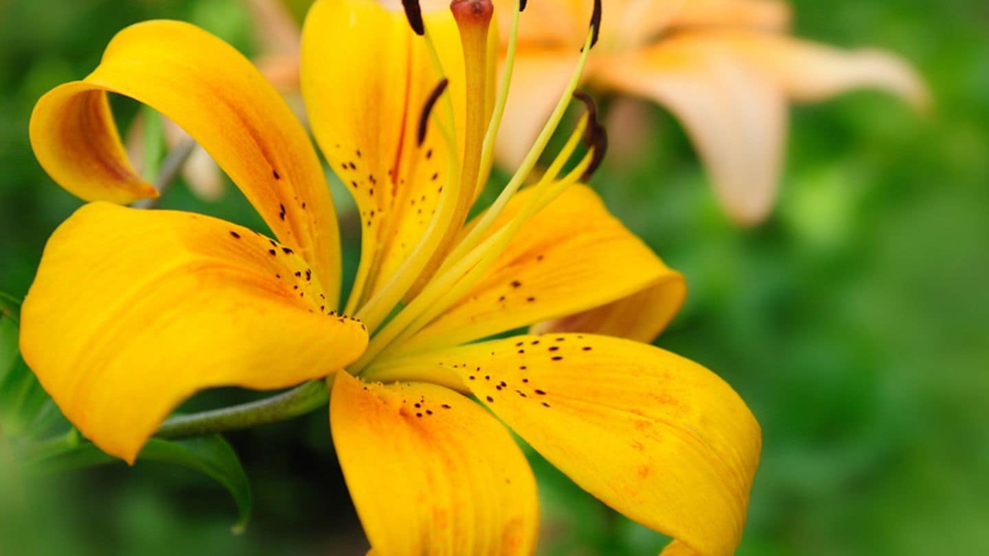 Ideen zum Nachpflanzen Beet für feuchten Boden [LIVING AT HOME]