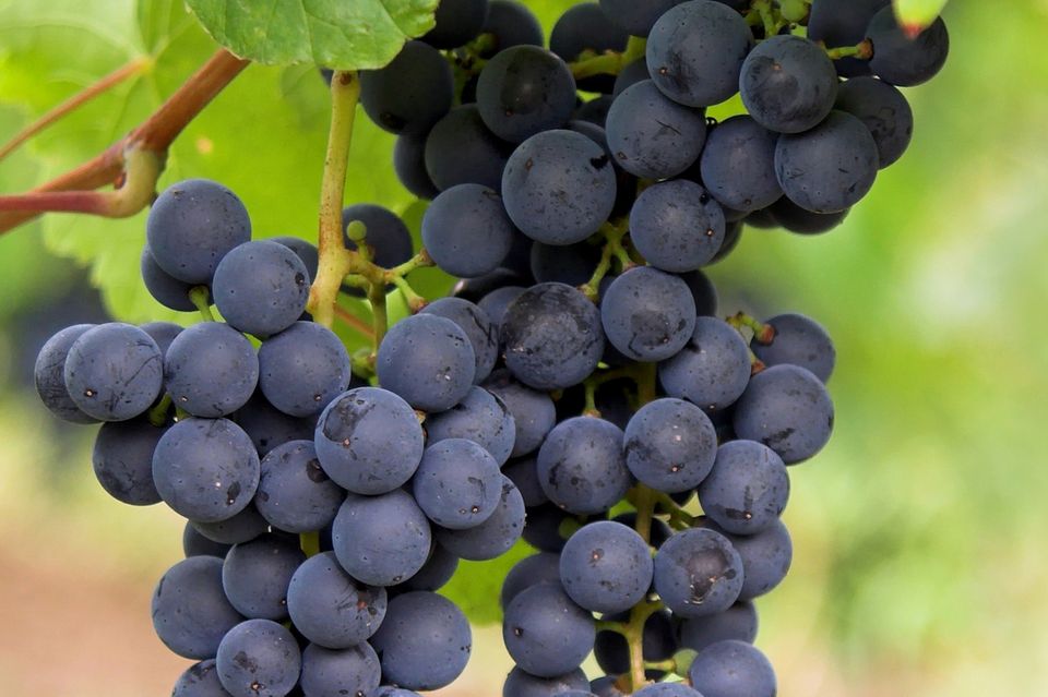 Weinstock mit Weintrauben
