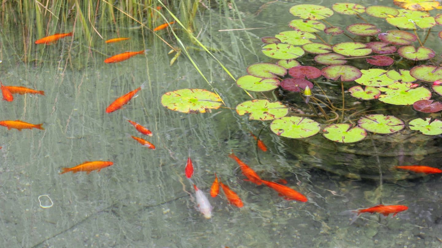 Allgemeine Tipps im September So fühlen sich Fische im Teich wohl