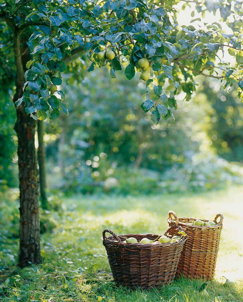 Frisch geernetete Birnen im Weidenkorb im Garten.