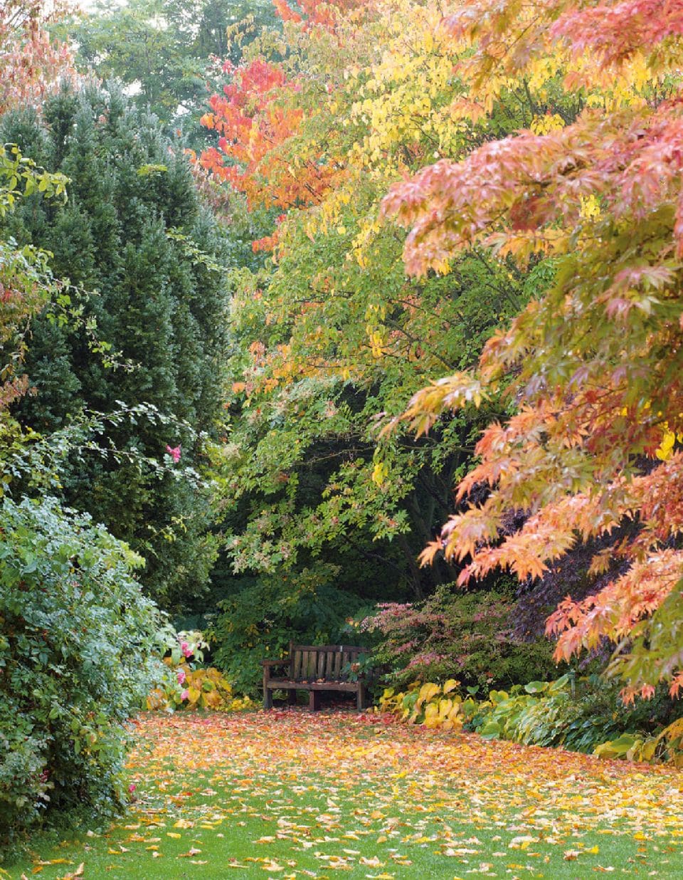 Bäume mit buntem Herbstlaub im Garten.