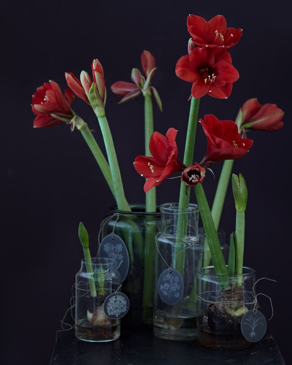 Verschieden große Vasen mit Amaryllis