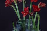 Verschieden große Vasen mit Amaryllis