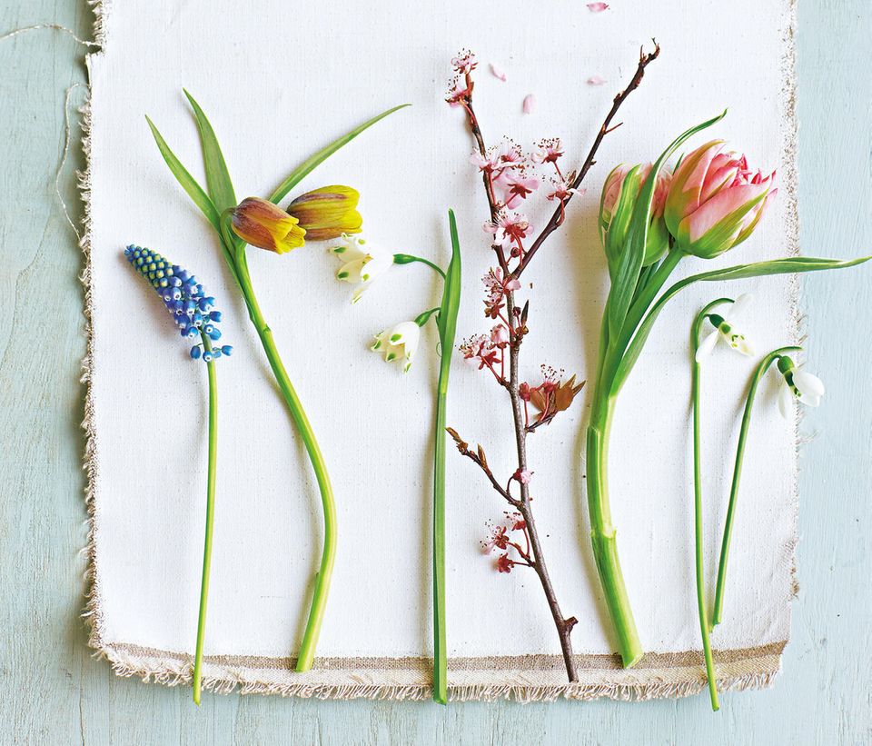 Zutaten:  Frühlingsstrauß aus Tulpen, Perlhyazinthen und Blutpflaumen.