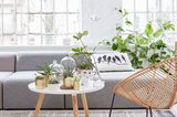 Dekoidee: Zimmerpflanzen, Sofa in Grau, Rattansessel und Beistelltisch
