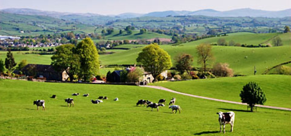 Eine grüne Landschaft und mildes Klima sorgen für glückliche Kühe und beste Milch