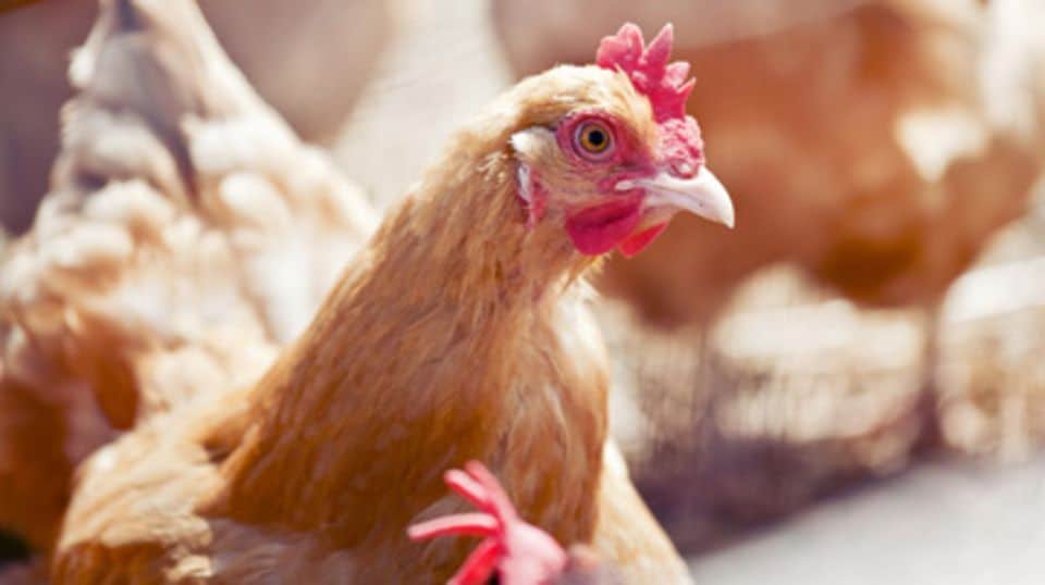 Kühne verzichtet nach Gesprächen mit der Tierschutzorganisation Vier Pfoten ab Juli 2013 auf Eier aus Käfighaltung. Fotos: Shutterstock