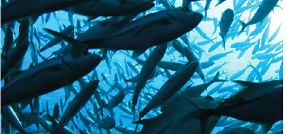 Die Meere und Ökosysteme sind durch Überfischung bedroht