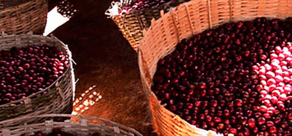 Die verwendeten Kaffeebohnen werden unter nachhaltigem Kaffeeanbau gezüchtet und fair gehandelt