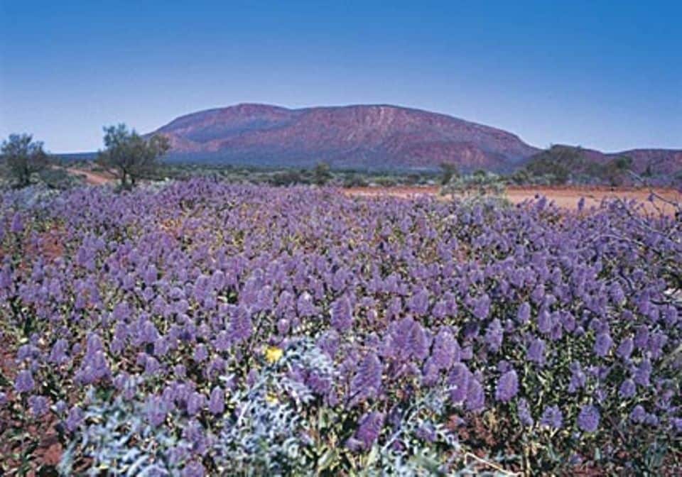Paradiesische Wildblumenblüte in Lila: Mulla-Mulla blüht, so weit das Auge reicht. Foto: Tourism Western Australia