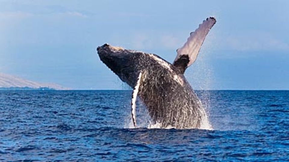 Walewatching: Meeresgiganten aus der Nähe betrachten