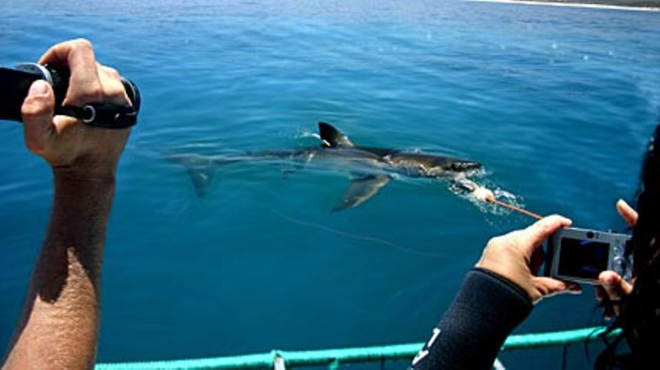 Zu Unrecht verrufen und vom Aussterben bedroht: der Weiße Hai