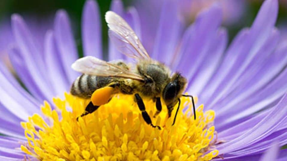 Bienen sind ein wichtiger Bestandteil unserer Umwelt - sie produzieren nicht nur Honig, sondern sind als Bestäuber von Nutz- und Wildpflanzen ein wichtiges Mitglied im natürlichen Kreislauf der Natur.