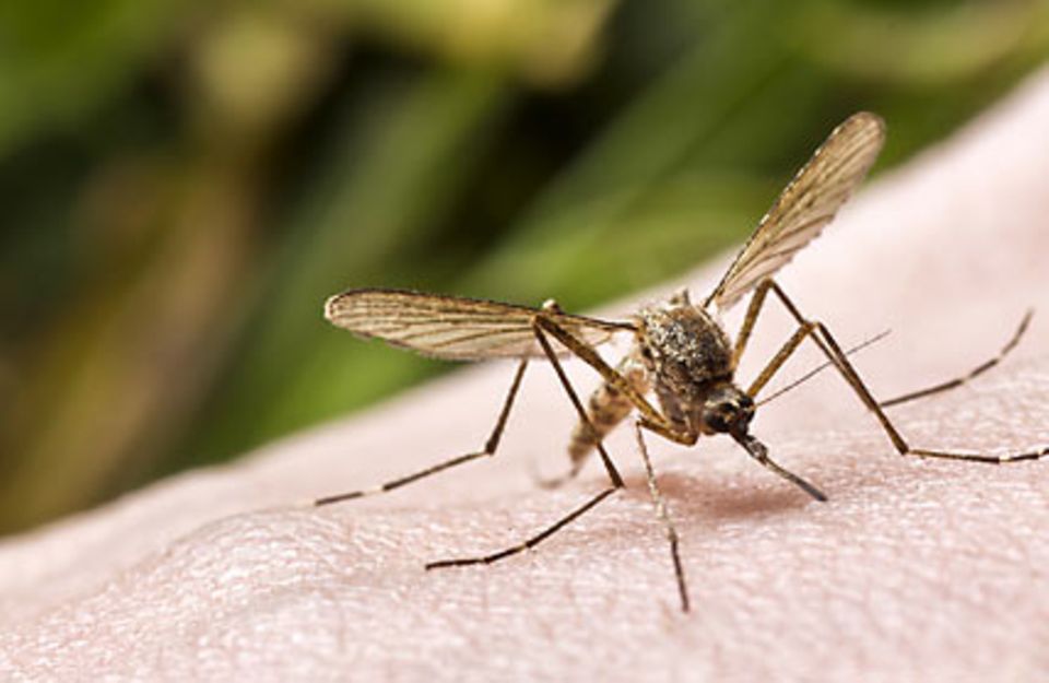 Schutz vor Insektenstichen braucht man vor allem in Malaria-Gebieten