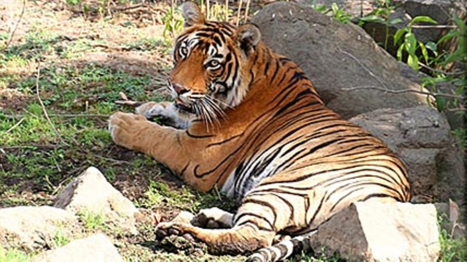 Wunderschön und majästetisch - Tiger im Tierreservat. Foto: Amanresorts