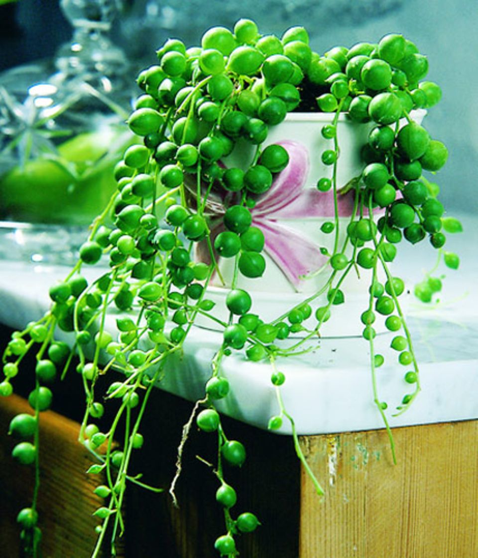 Wie Skulpturen: Sukkulenten wie die Erbsenpflanze (Senecio herreanus) haben oft bizarre Formen - die perfekte Deko für moderne Wohnungen. Foto: Floradania