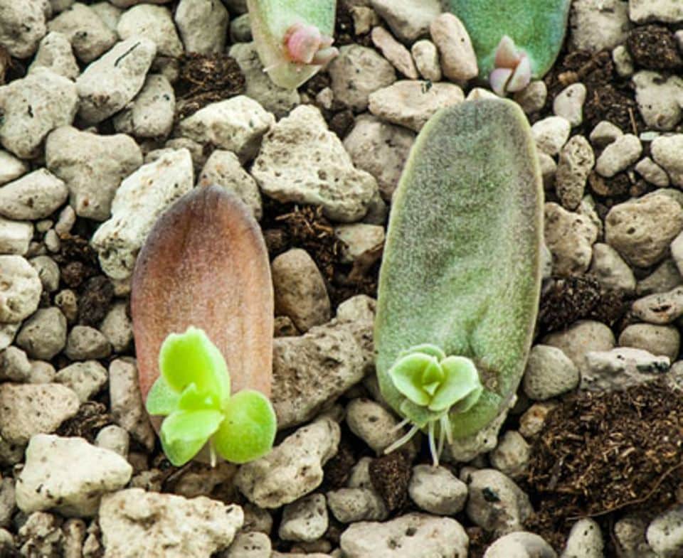Ein Blatt in die Erde stecken, feucht halten, fertig. Sukkulenten lassen sich leicht vermehren. Foto: Shutterstock