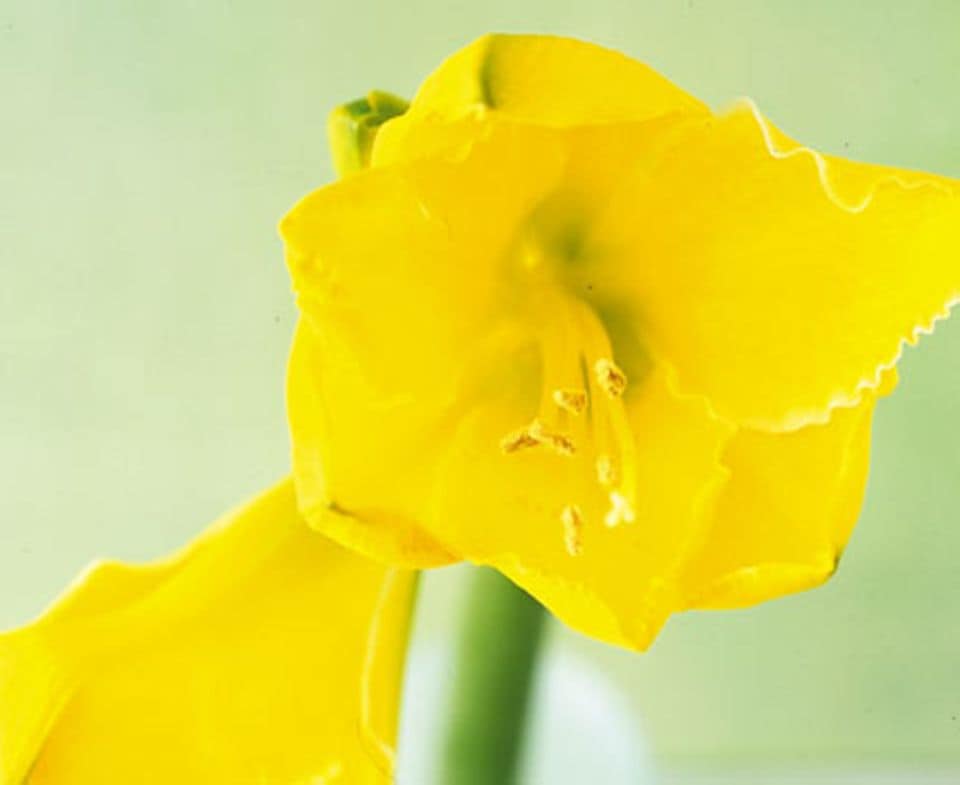 Amaryllis: gelbe Rittersterne sind eine Besonderheit, etwa die beiden Sorten 'Germa' und 'Yellow Pioneer'.
